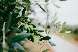 Với hàm lượng vitamin E dồi dào, không có nguyên liệu nào giúp dưỡng ẩm da tốt hơn dầu ô liu.